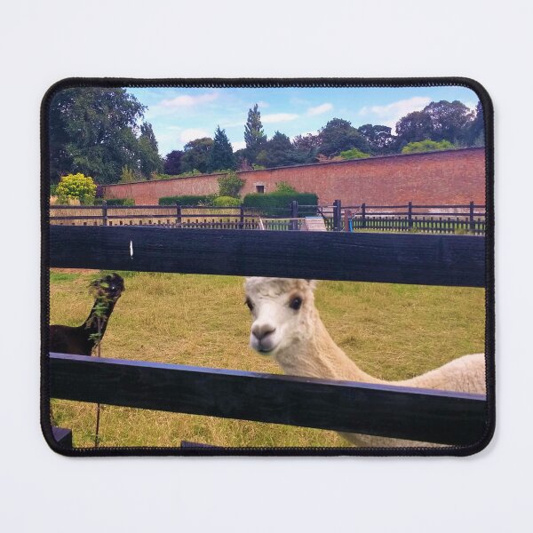 Item preview, #175 |☼| Two Alpacas (Elsham Hall, Gardens & Country Park) designed and sold by Naean H.F. (Nez Man).
