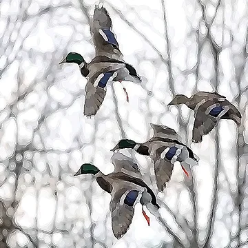 Artwork thumbnail, DUCKS by ROPATROKOLA