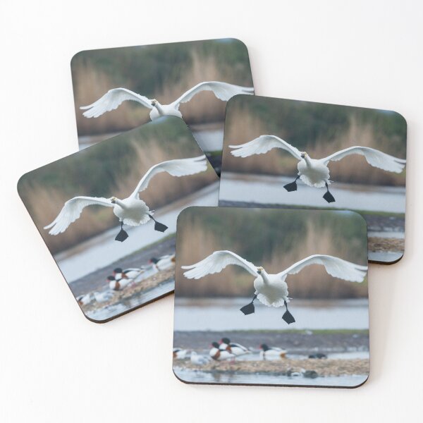 Item preview, Bewicks swan about to land  designed and sold by Dalyndigital Photography.