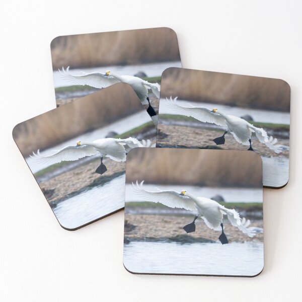 Item preview, Incoming Bewicks swan designed and sold by Dalyndigital Photography.
