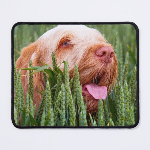 Item preview, Wheatfield Spinone designed and sold by FOLK ART FUSION.