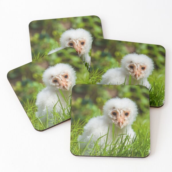 Item preview, Barn Owl chick designed and sold by Dalyndigital Photography.