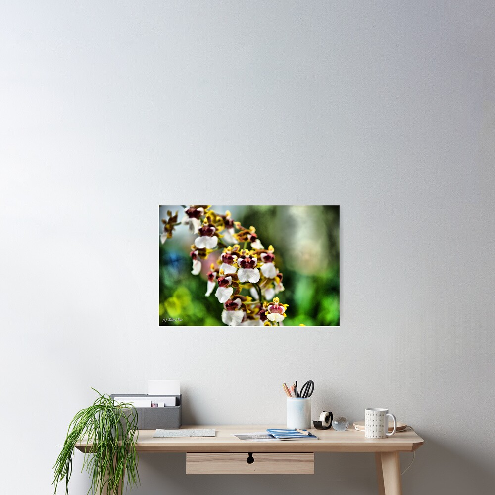 Dutch Maidens Poster