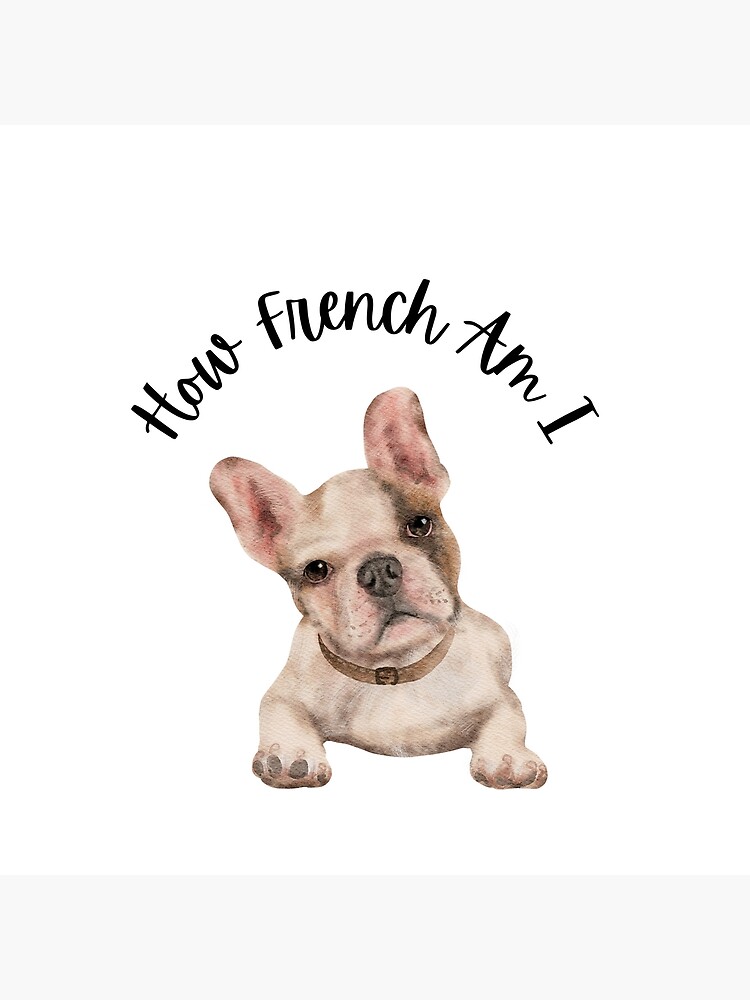 Frenchie bull best sale