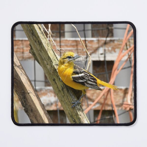 Item preview, Oriole (Icterus galbula) designed and sold by DonnaM.