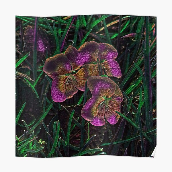 Póster «Violetas silvestres en Nightshades of Green» de SunshineWalker |  Redbubble