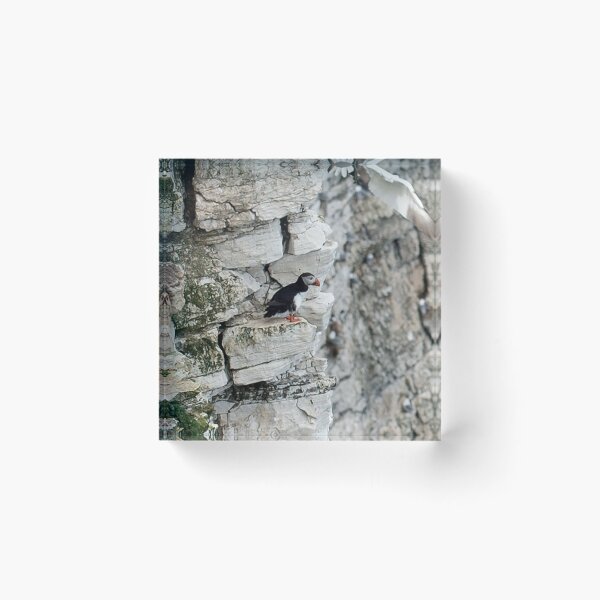 Item preview, Puffin at Bempton Cliffs designed and sold by davejw.