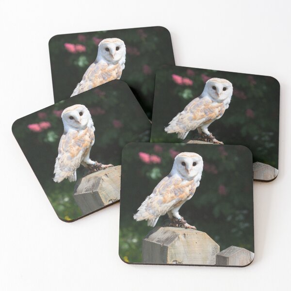 Item preview, Barn owl on a fence post designed and sold by Dalyndigital Photography.