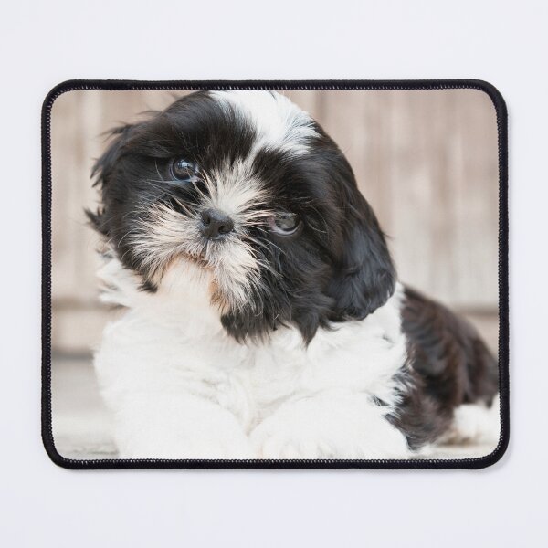Item preview, Cute Black and White Shih Tzu Puppy  designed and sold by cgroenewald.