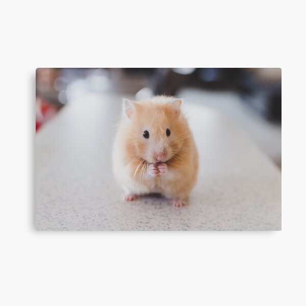 Aperçu de l'œuvre Hamster mignon créée et vendue par cgroenewald.