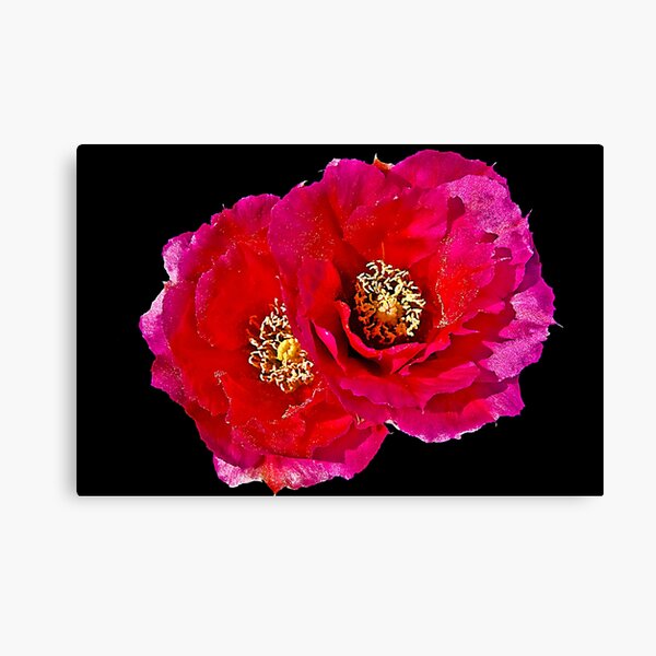 Prickly Pear Pair Canvas Print