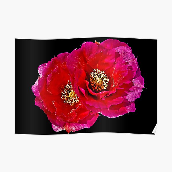 Prickly Pear Pair Poster