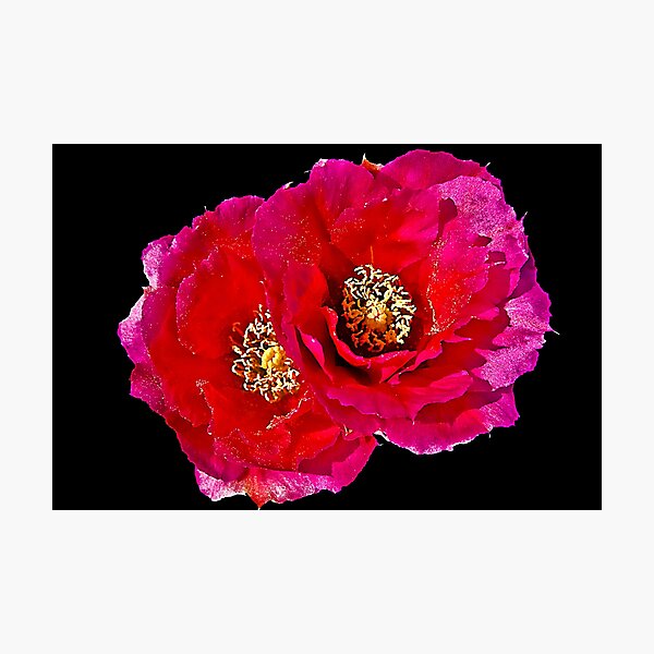 Prickly Pear Pair Photographic Print
