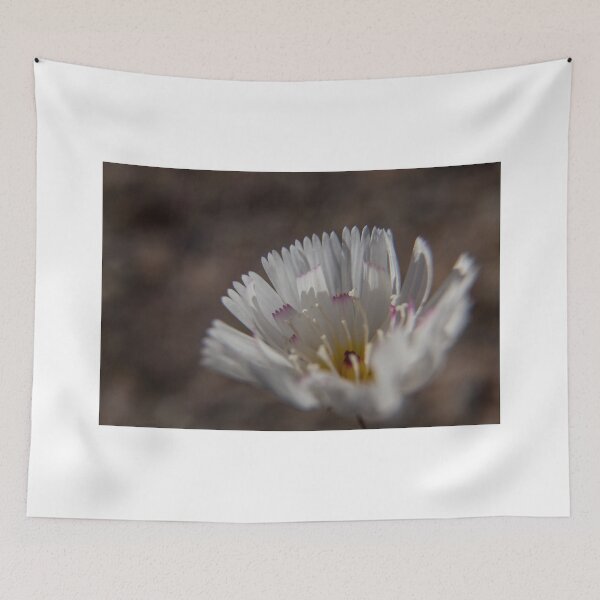 Item preview, Rafinesquia Neomexicana Or Desert Chicory designed and sold by chrismelinafrnk.