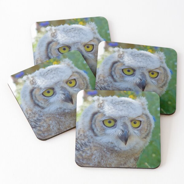 Item preview, Canadian Horned Owl Chick in the meadow designed and sold by Dalyndigital Photography.