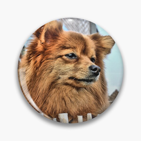 Item preview, Golden Pomeranian dog designed and sold by aapshop.