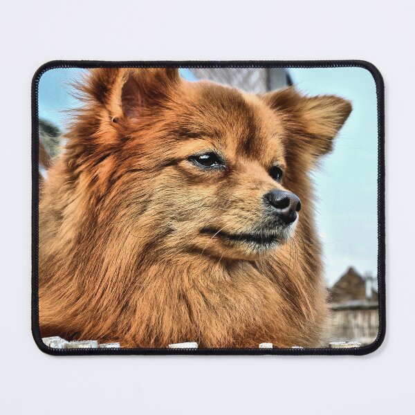 Item preview, Golden Pomeranian dog designed and sold by aapshop.