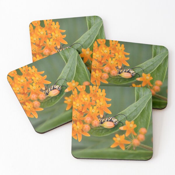 Item preview, monarch caterpillar eating designed and sold by sarahjeanphoto.