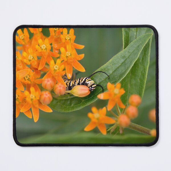 Item preview, monarch caterpillar eating designed and sold by sarahjeanphoto.