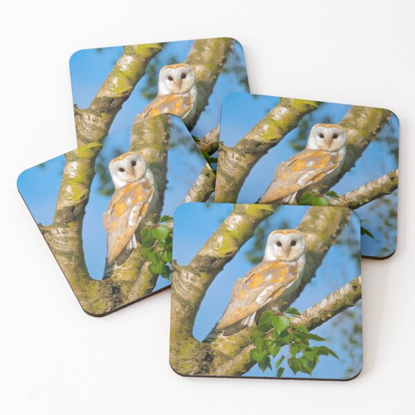 Item preview, Barn owl in a birch tree designed and sold by Dalyndigital Photography.