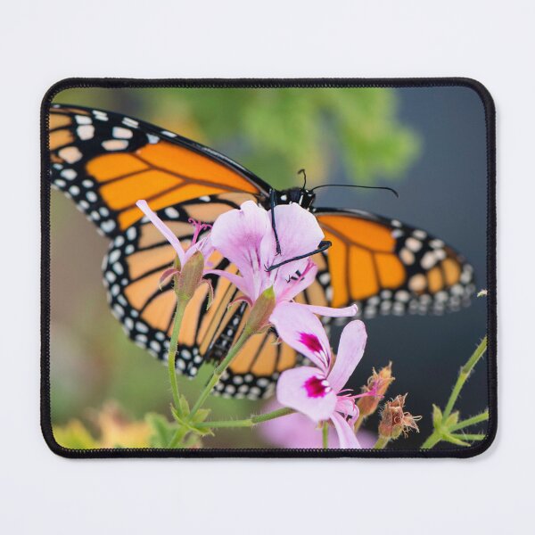 Item preview, monarch butterfly, "hang on" designed and sold by sarahjeanphoto.