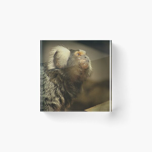 Item preview, Common Marmoset designed and sold by Ladymoose.