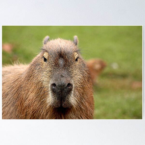 Clara the capybara sings her favourite song