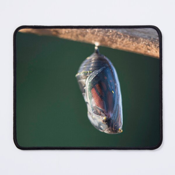 Item preview, monarch chrysalis designed and sold by sarahjeanphoto.