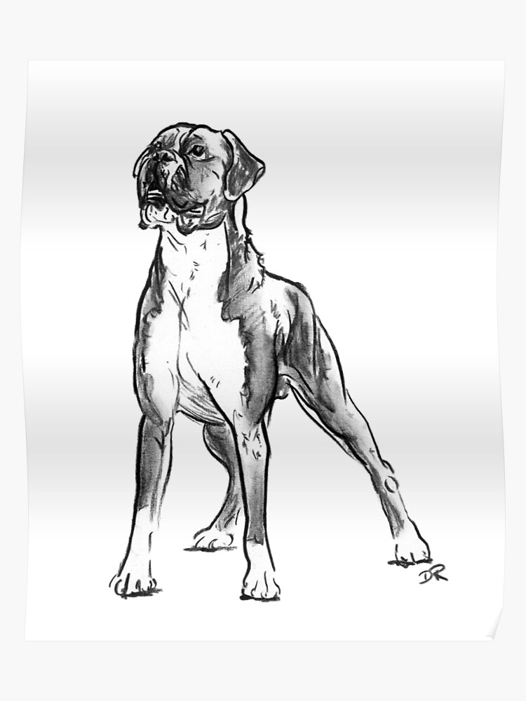 The Best and Most Comprehensive How To Draw A Boxer Dog ...