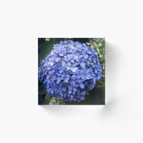 Hydrangea Acrylic Block