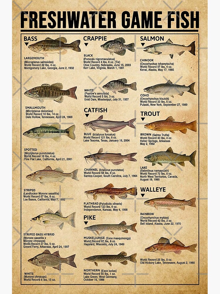 Discover Freshwater game fish Premium Matte Vertical Poster