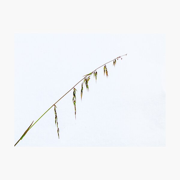Grass Seeds - Simplicity Photographic Print