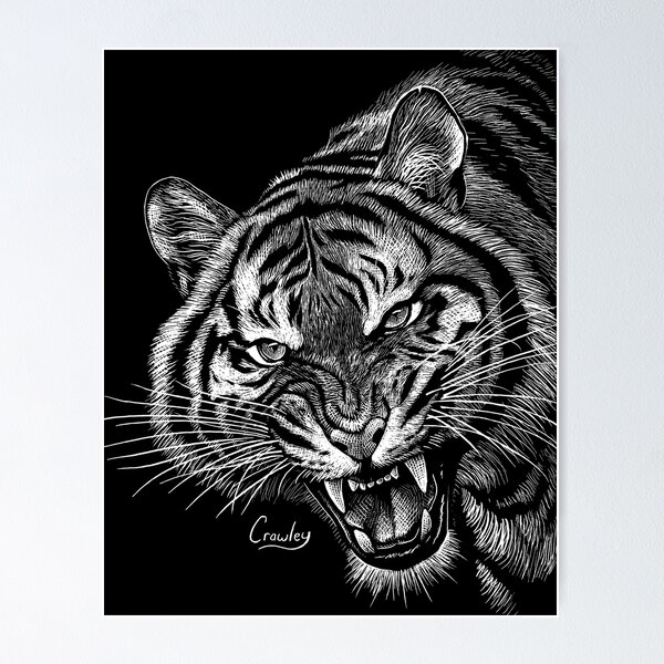 Beautiful, affordable scratchboard art print- Tiger