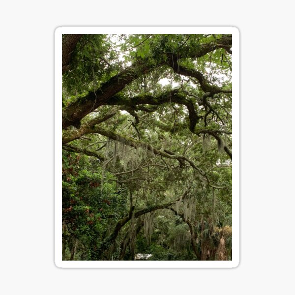 Item preview, Spanish Moss designed and sold by Delaney D.