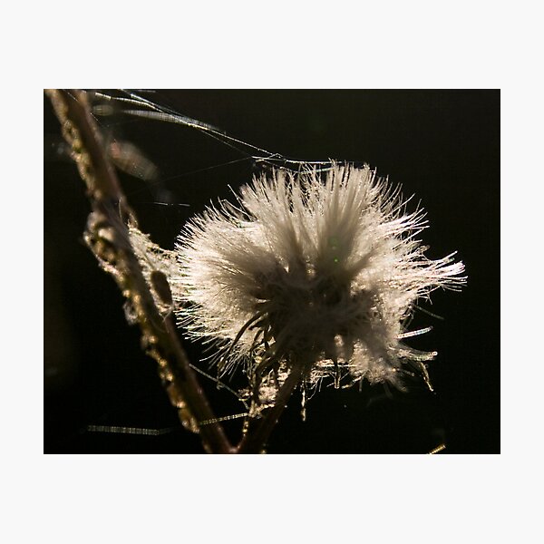 Artikelvorschau, Weiß und flauschig entworfen und verkauft von Wolf Sverak Photography.