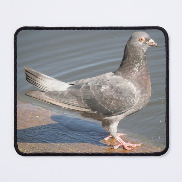 Item preview, Pigeon at the Waters Edge Photograph designed and sold by naturegallery.
