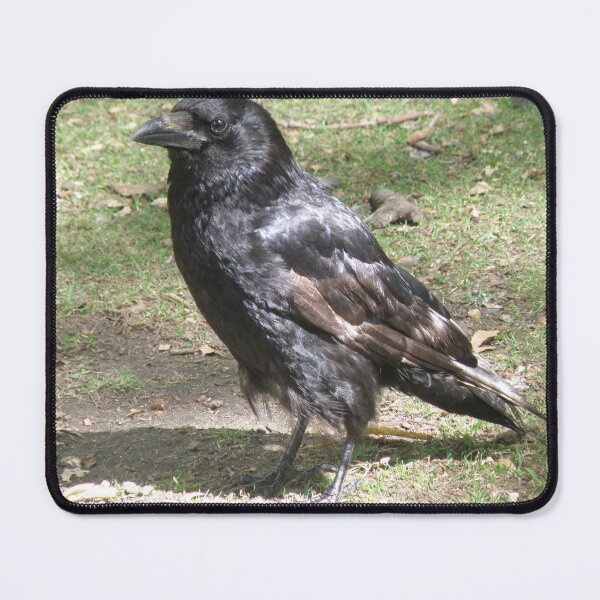 Item preview, Carrion Crow in the Sunshine Photograph designed and sold by naturegallery.