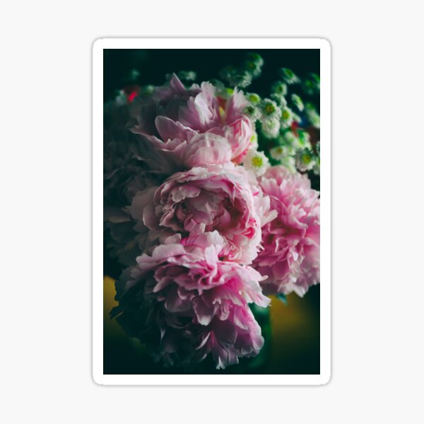 Peonia (1) Pegatina