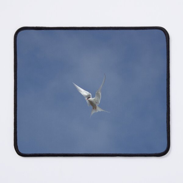 Item preview, Arctic tern (Sterna paradisaea) designed and sold by Vidarleikur.