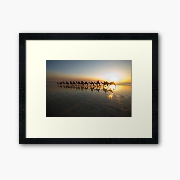 Cable Beach Camels Framed Art Print