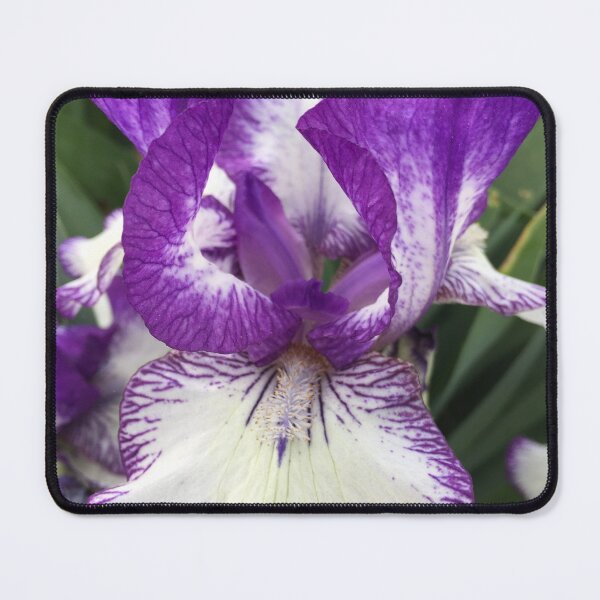 Item preview, Tall Bearded Iris - German Iris Stock  designed and sold by zwrr16.