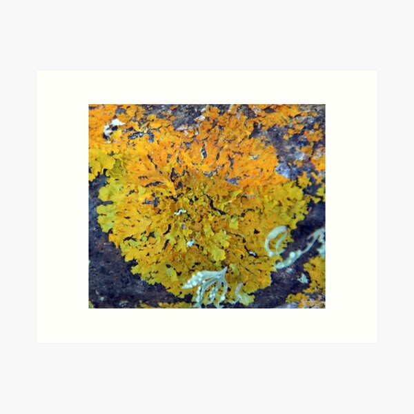 Item preview, Orange Lichen at Magpie Springs designed and sold by MagpieSprings.