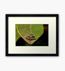 Insect Framed Print