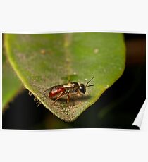 Insect Poster