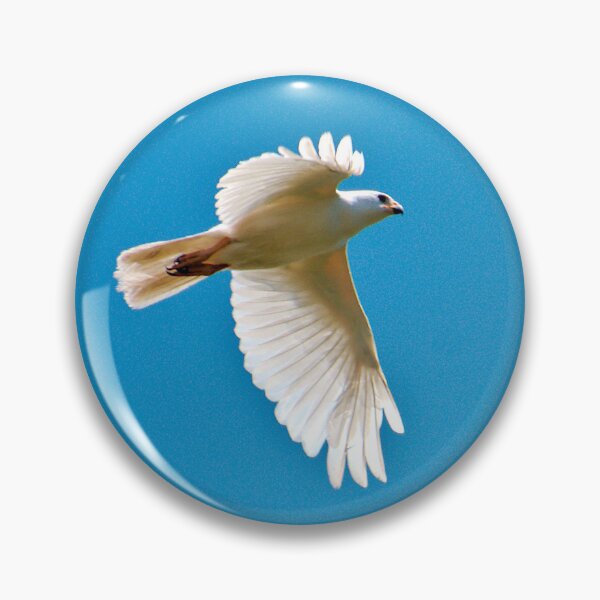 Item preview, RAPTOR ~  White Goshawk by David irwin DJIJ8ZZM56W designed and sold by tasmanianartist.
