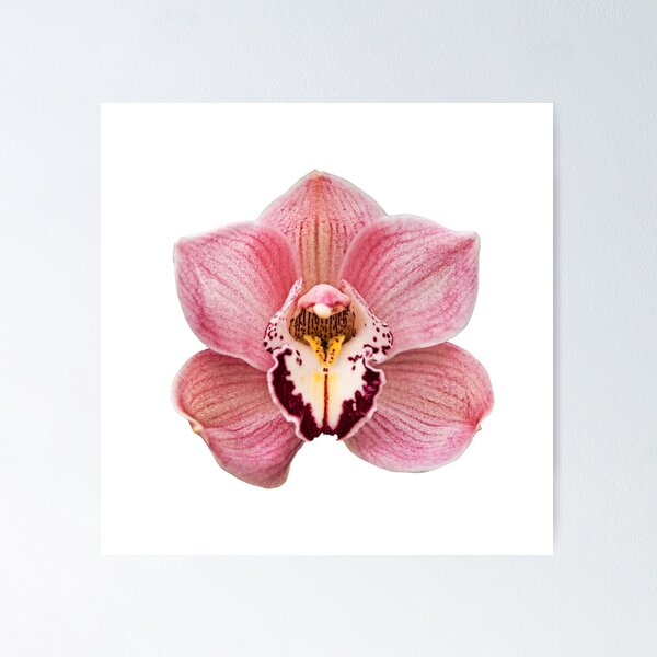 Item preview, Pink  Orchid  designed and sold by Ilze Lucero.