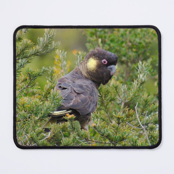 Item preview, PARROT ~ Yellow-tailed Black-Cockatoo by David Irwin DJIFKS7DAVH designed and sold by tasmanianartist.