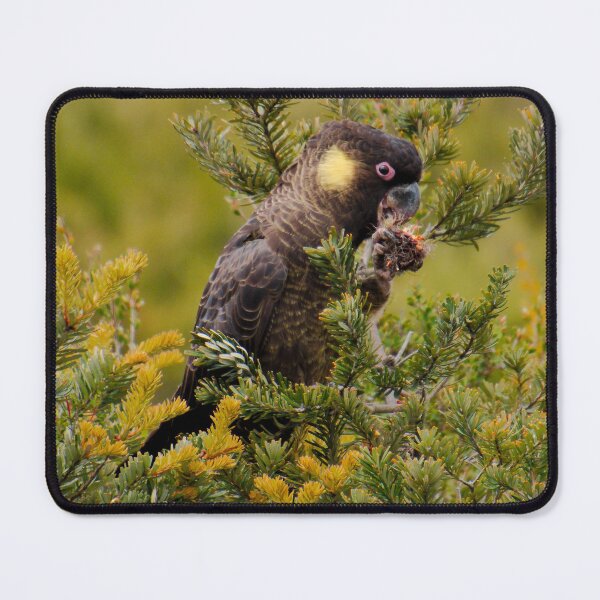 Item preview, PARROT ~ Yellow-tailed Black-Cockatoo by David Irwin DJIVADP2J7C designed and sold by tasmanianartist.