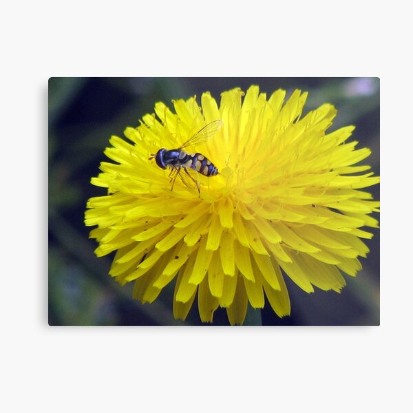 Bush Bee Blend Metal Print