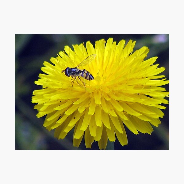 Bush Bee Blend Photographic Print